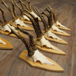 10 Roe Deer Antlers—Older Male Roe Deer Antler Set on Trophy Plaques 21.503