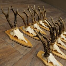 10 Roe Deer Antlers—Older Male Roe Deer Antler Set on Trophy Plaques 21.503