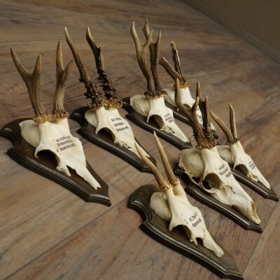 7 Roe Deer Antlers—Older Male Roe Deer Antler Set on Trophy Plaques 21.504
