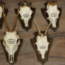 7 Roe Deer Antlers—Older Male Roe Deer Antler Set on Trophy Plaques 21.504