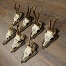 7 Roe Deer Antlers—Older Male Roe Deer Antler Set on Trophy Plaques 21.504