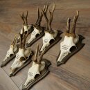 7 Roe Deer Antlers—Older Male Roe Deer Antler Set on Trophy Plaques 21.504