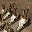 7 Roe Deer Antlers—Older Male Roe Deer Antler Set on Trophy Plaques 21.504