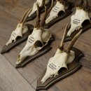 7 Roe Deer Antlers—Older Male Roe Deer Antler Set on Trophy Plaques 21.504