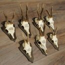 7 Roe Deer Antlers—Older Male Roe Deer Antler Set on Trophy Plaques 21.504