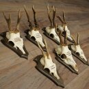 7 Roe Deer Antlers—Older Male Roe Deer Antler Set on Trophy Plaques 21.504