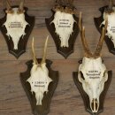 7 Roe Deer Antlers—Older Male Roe Deer Antler Set on Trophy Plaques 21.504