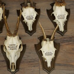 7 Roe Deer Antlers—Older Male Roe Deer Antler Set on Trophy Plaques 21.504