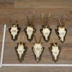 7 Roe Deer Antlers—Older Male Roe Deer Antler Set on Trophy Plaques 21.504