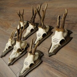 7 Roe Deer Antlers—Older Male Roe Deer Antler Set on Trophy Plaques 21.504