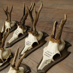 7 Roe Deer Antlers—Older Male Roe Deer Antler Set on Trophy Plaques 21.504