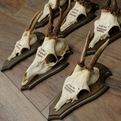 7 Roe Deer Antlers—Older Male Roe Deer Antler Set on Trophy Plaques 21.504