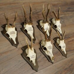 7 Roe Deer Antlers—Older Male Roe Deer Antler Set on Trophy Plaques 21.504