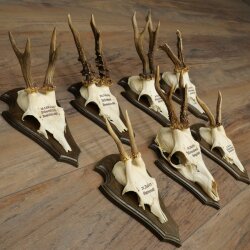 7 Roe Deer Antlers—Older Male Roe Deer Antler Set on Trophy Plaques 21.504