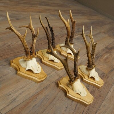 5 Roe Deer Antlers—Older Male Roe Deer Antler Set on New Trophy Plaques 21.508