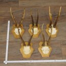 5 corna di capriolo, maschi adulti; set di corna di...