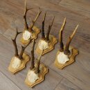 5 Roe Deer Antlers—Older Male Roe Deer Antler Set on New Trophy Plaques 21.508