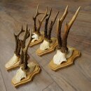5 Roe Deer Antlers—Older Male Roe Deer Antler Set on New Trophy Plaques 21.508