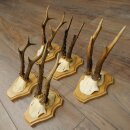 5 Roe Deer Antlers—Older Male Roe Deer Antler Set on New Trophy Plaques 21.508