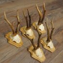 5 Roe Deer Antlers—Older Male Roe Deer Antler Set on New Trophy Plaques 21.508