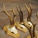 5 Roe Deer Antlers—Older Male Roe Deer Antler Set on New Trophy Plaques 21.508