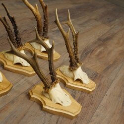 5 Roe Deer Antlers—Older Male Roe Deer Antler Set on New Trophy Plaques 21.508