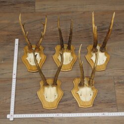 5 Roe Deer Antlers—Older Male Roe Deer Antler Set on New Trophy Plaques 21.508