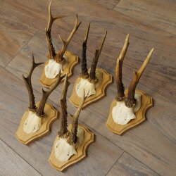 5 Roe Deer Antlers—Older Male Roe Deer Antler Set on New Trophy Plaques 21.508