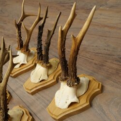 5 Roe Deer Antlers—Older Male Roe Deer Antler Set on New Trophy Plaques 21.508
