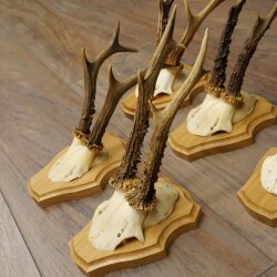 5 Roe Deer Antlers—Older Male Roe Deer Antler Set on New Trophy Plaques 21.508