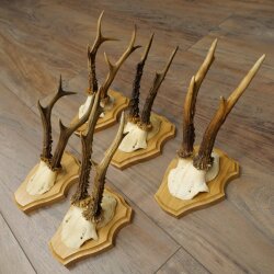 5 Roe Deer Antlers—Older Male Roe Deer Antler Set on New Trophy Plaques 21.508