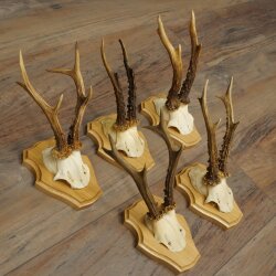 5 Roe Deer Antlers—Older Male Roe Deer Antler Set on New Trophy Plaques 21.508