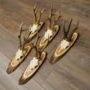 5 Roe Deer Antlers—Older, Larger Male Roe Deer Antlers on Acacia Signs 21,509