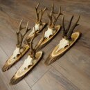5 Roe Deer Antlers—Older, Larger Male Roe Deer Antlers on Acacia Signs 21,509