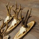 5 Roe Deer Antlers—Older, Larger Male Roe Deer Antlers on Acacia Signs 21,509