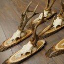 5 Roe Deer Antlers—Older, Larger Male Roe Deer Antlers on Acacia Signs 21,509