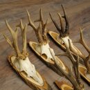 5 Roe Deer Antlers—Older, Larger Male Roe Deer Antlers on Acacia Signs 21,509