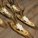 5 Roe Deer Antlers—Older, Larger Male Roe Deer Antlers on Acacia Signs 21,509