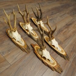 5 Roe Deer Antlers—Older, Larger Male Roe Deer Antlers on Acacia Signs 21,509