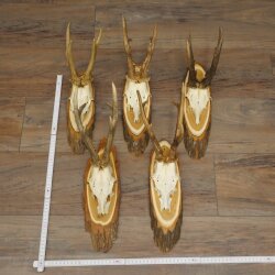 5 Roe Deer Antlers—Older, Larger Male Roe Deer Antlers on Acacia Signs 21,509