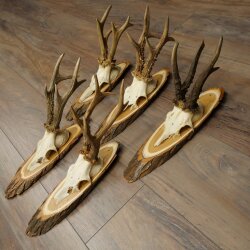 5 Roe Deer Antlers—Older, Larger Male Roe Deer Antlers on Acacia Signs 21,509