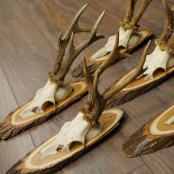 5 Roe Deer Antlers—Older, Larger Male Roe Deer Antlers on Acacia Signs 21,509