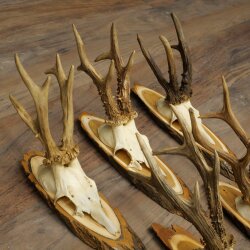 5 Roe Deer Antlers—Older, Larger Male Roe Deer Antlers on Acacia Signs 21,509