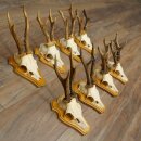 8-Piece Roe Deer Antler Set (Male Roe Deer) on Trophy Plaques 21.510