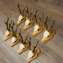 8-Piece Roe Deer Antler Set (Male Roe Deer) on Trophy Plaques 21.510
