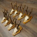 8-Piece Roe Deer Antler Set (Male Roe Deer) on Trophy Plaques 21.510