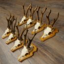 8-Piece Roe Deer Antler Set (Male Roe Deer) on Trophy Plaques 21.510