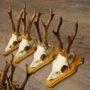 8-Piece Roe Deer Antler Set (Male Roe Deer) on Trophy Plaques 21.510