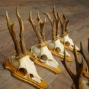 8-Piece Roe Deer Antler Set (Male Roe Deer) on Trophy Plaques 21.510