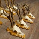 8-Piece Roe Deer Antler Set (Male Roe Deer) on Trophy Plaques 21.510